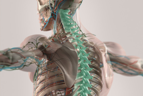 Dott.ssa Laura Campanelli, Osteopata - UNO Corpomente, Pavia